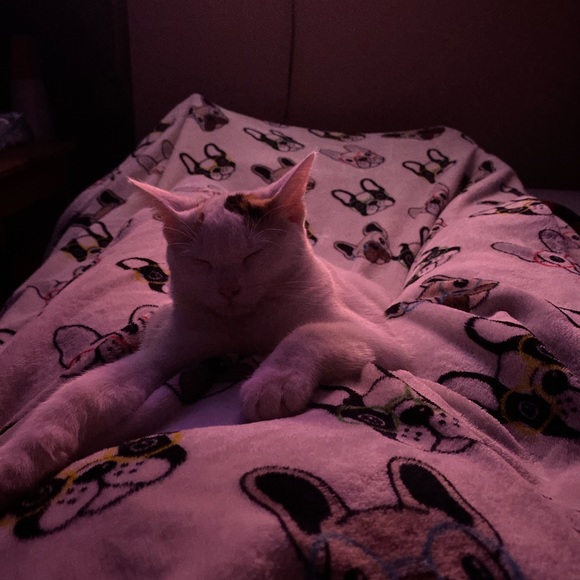 Meet Akari the Cresent Moon Calico😻🐾 - Picture 9 of 16